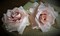 Two blush pink fondant roses cake topper. Gum paste flowers. Fondant flowers product 2